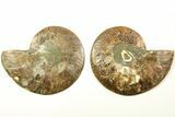 Cut & Polished, Agatized Ammonite Fossil - Madagascar #208622-1